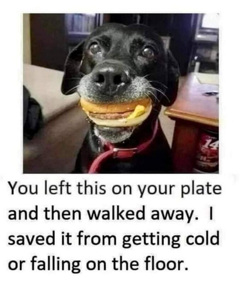 dog saves burger.png